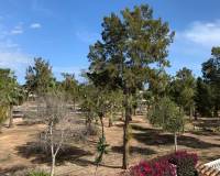 Resale - Detached House / Villa - Guardamar del Segura - Guardamar - El Raso