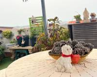 Resale - Apartment - Los Altos - Dream Hills