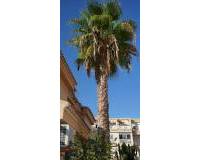 Resale - Apartment - Playa Flamenca