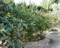 Resale - Country House - La Marina - La Marina/San Fulgencio