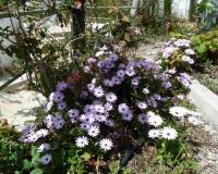 Till Salu - Villa - Murcia